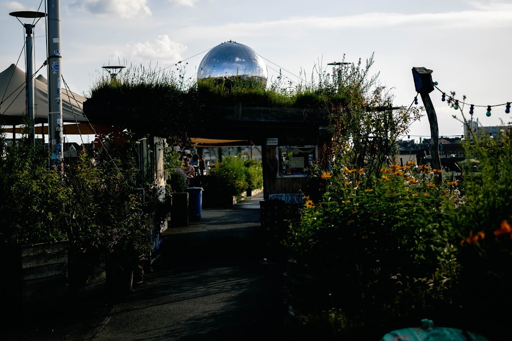 Klunkerkranich fotoğraf 1