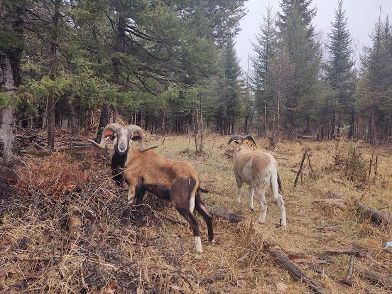 Superior Wildlife Adventures LLC - Photo 2