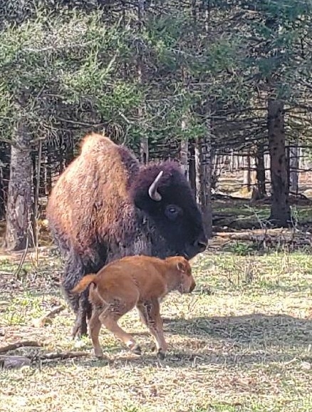 Superior Wildlife Adventures LLC - Photo 5