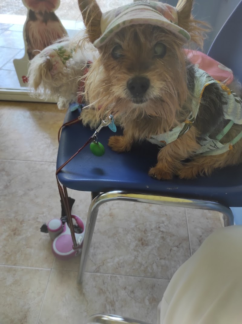 Clinican Veterinarios