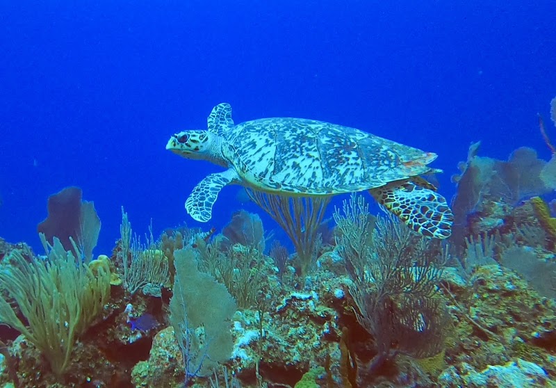 Tortuga Divers photo 2