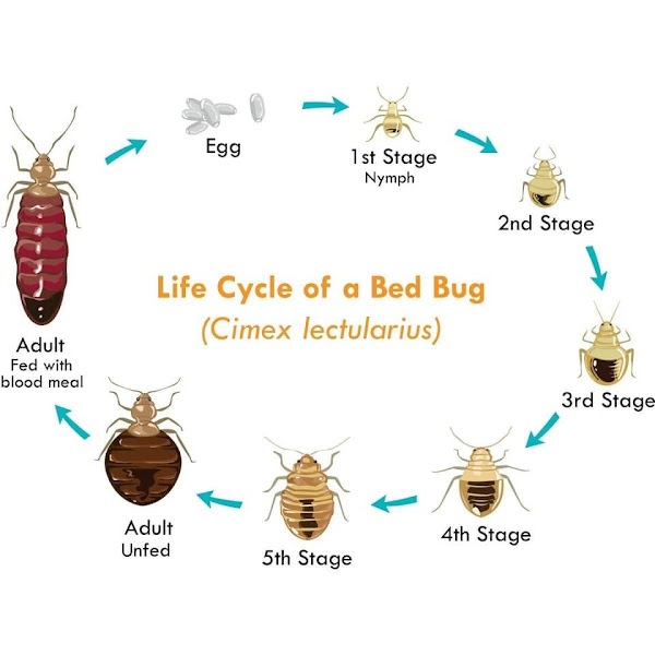 Bug Shockers - Overland Park