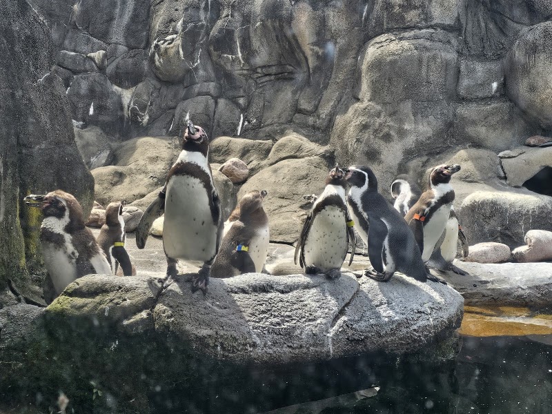 Rosamond Gifford Zoo photo 4