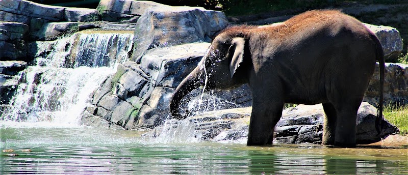 Rosamond Gifford Zoo photo 1