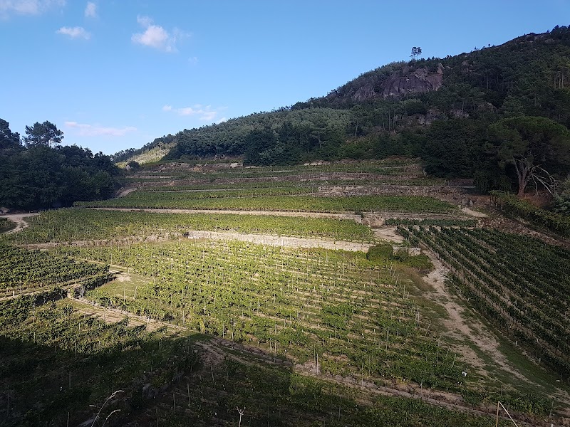 Viña Meín - Emilio Rojo photo 2