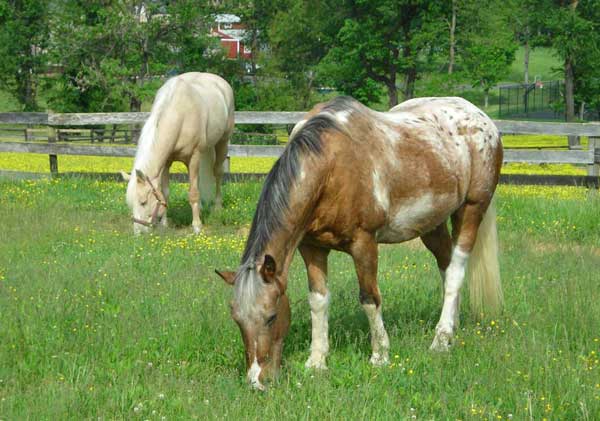 Woodland Horse Center - Photo 4
