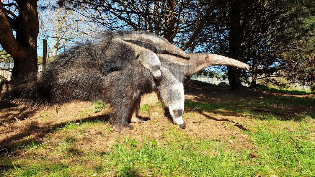 Giant Anteaters