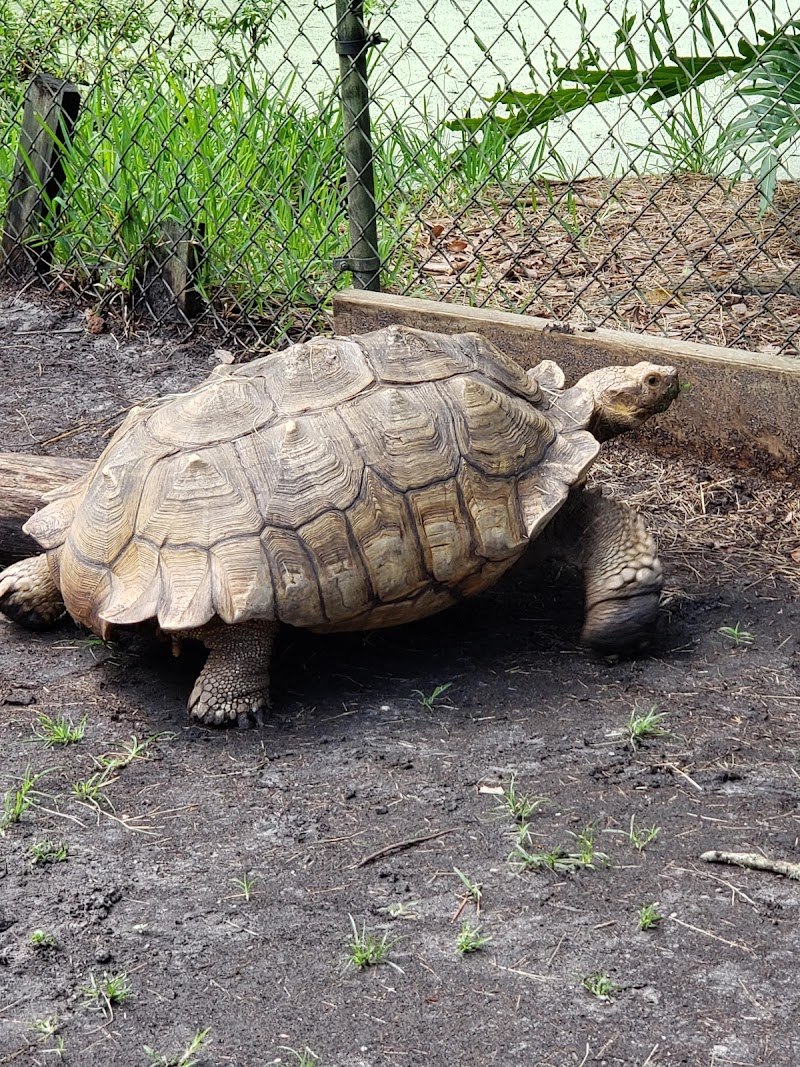Jungle Adventures, A Real Florida Animal Park - Photo 4