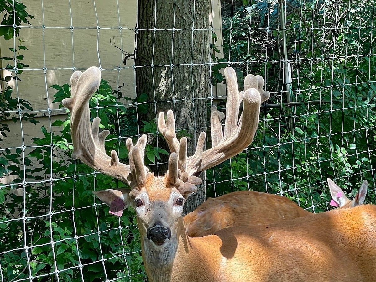 Viking Whitetails