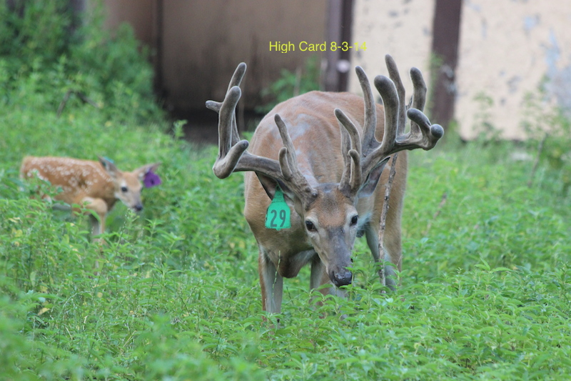 Viking Whitetails - Photo 3