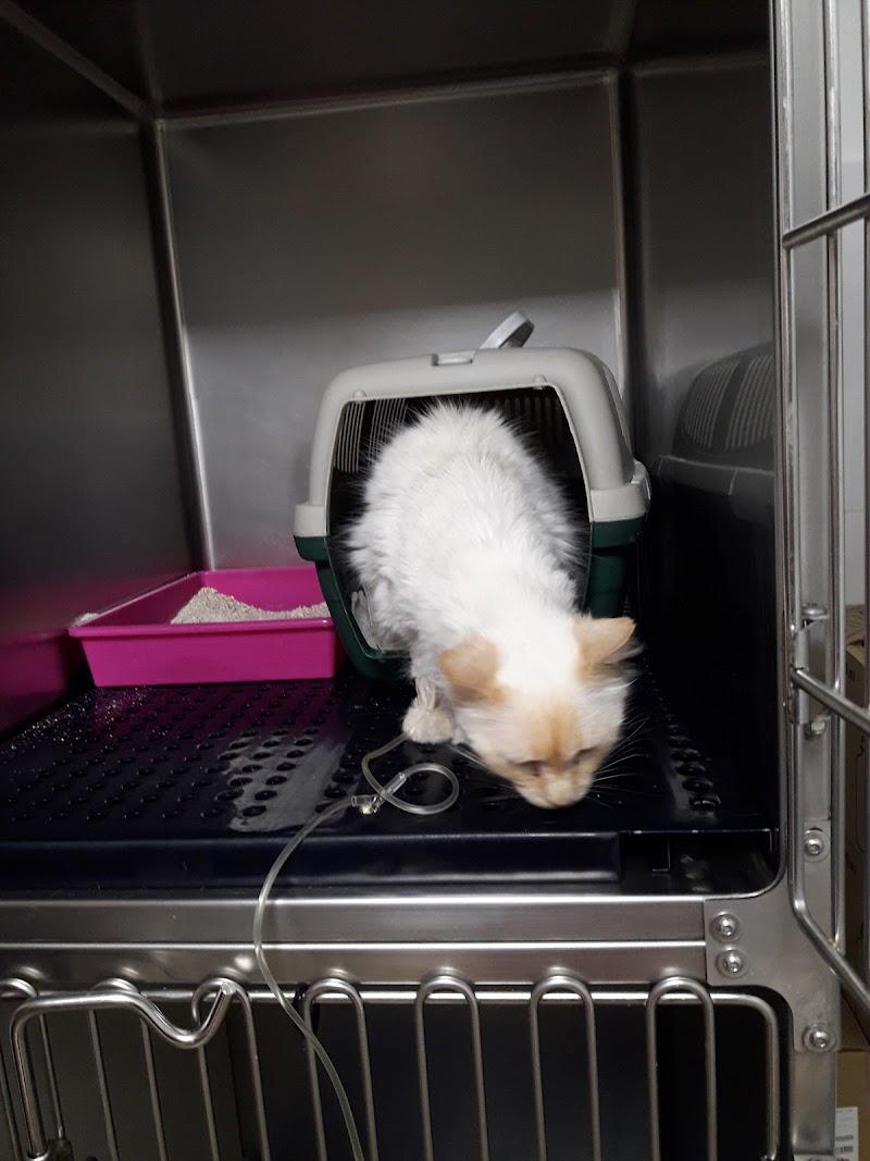 CLINICA VETERINARIA SAMPRON