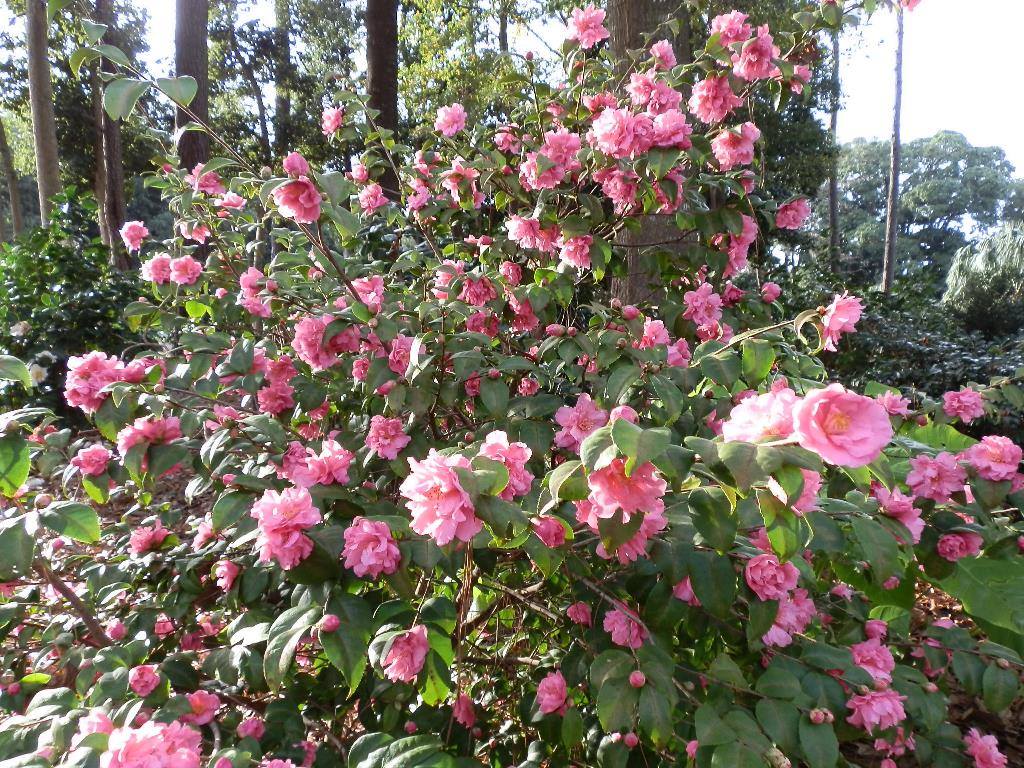 Coastal Georgia Botanical Gardens at the Historic Bamboo Farm