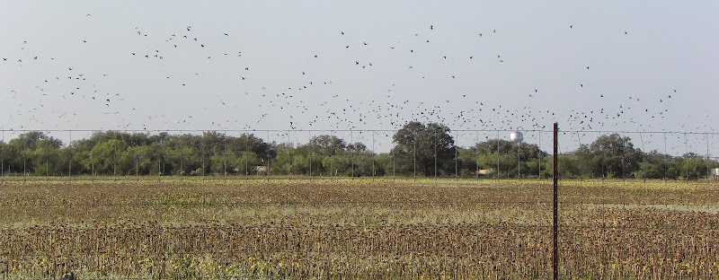Bader Ranch Texas Dove Hunts - Photo 1