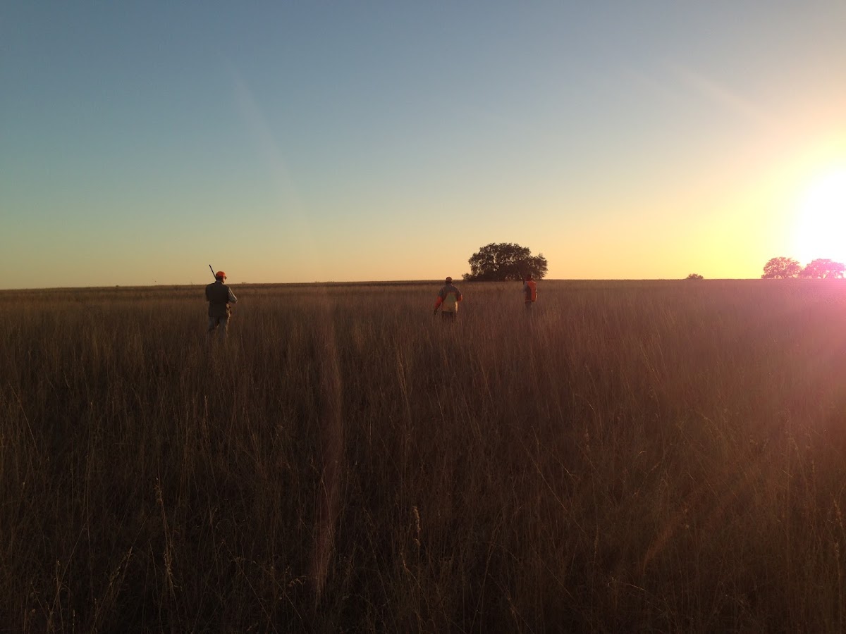 Bader Ranch Texas Dove Hunts