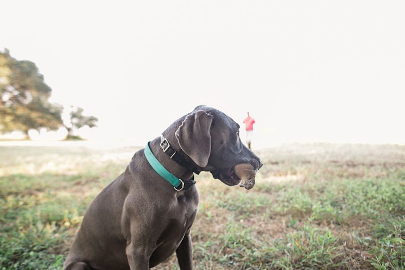 Bader Ranch Texas Dove Hunts - Photo 6