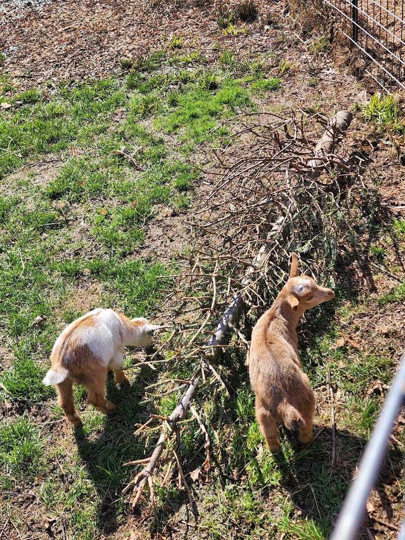 Channell Homestead Family Farm - Photo 3