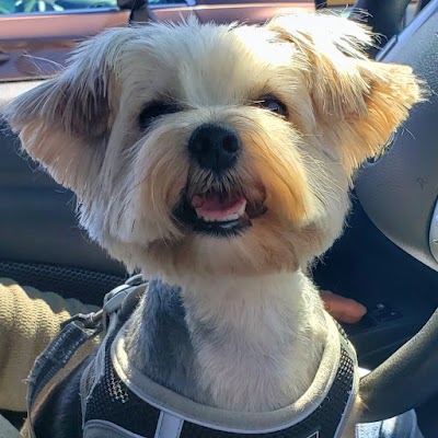 Raggedy Anne's Pet Grooming