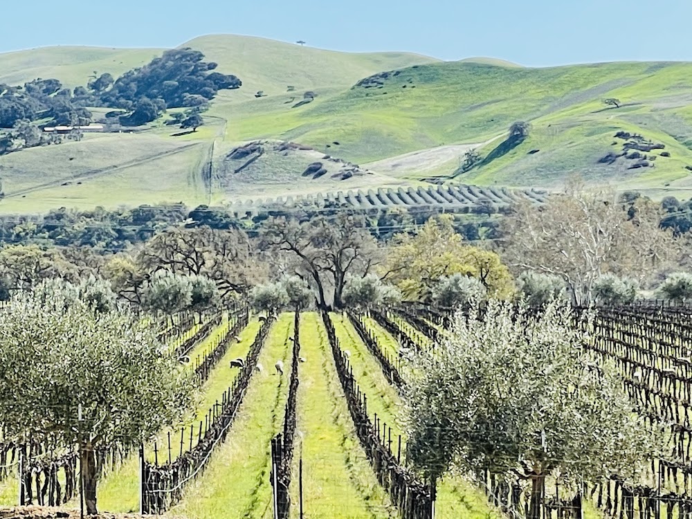 Las Positas Vineyards photo