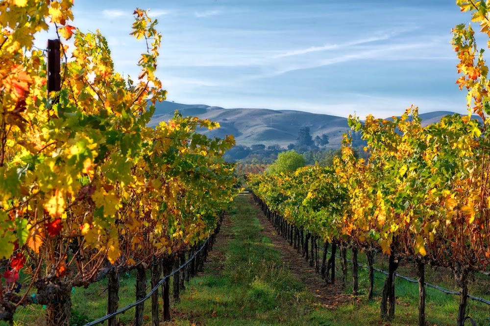 Las Positas Vineyards photo