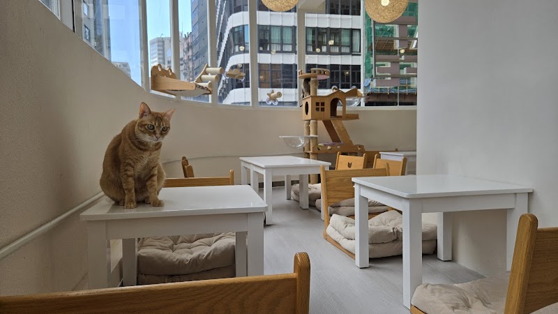 Cats Tea Room Tsim Sha Tsui