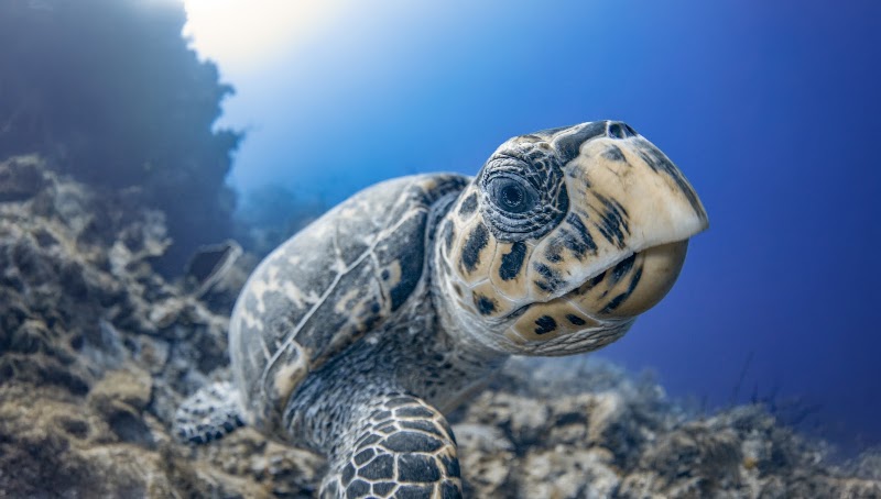 Ambassador Divers photo 3