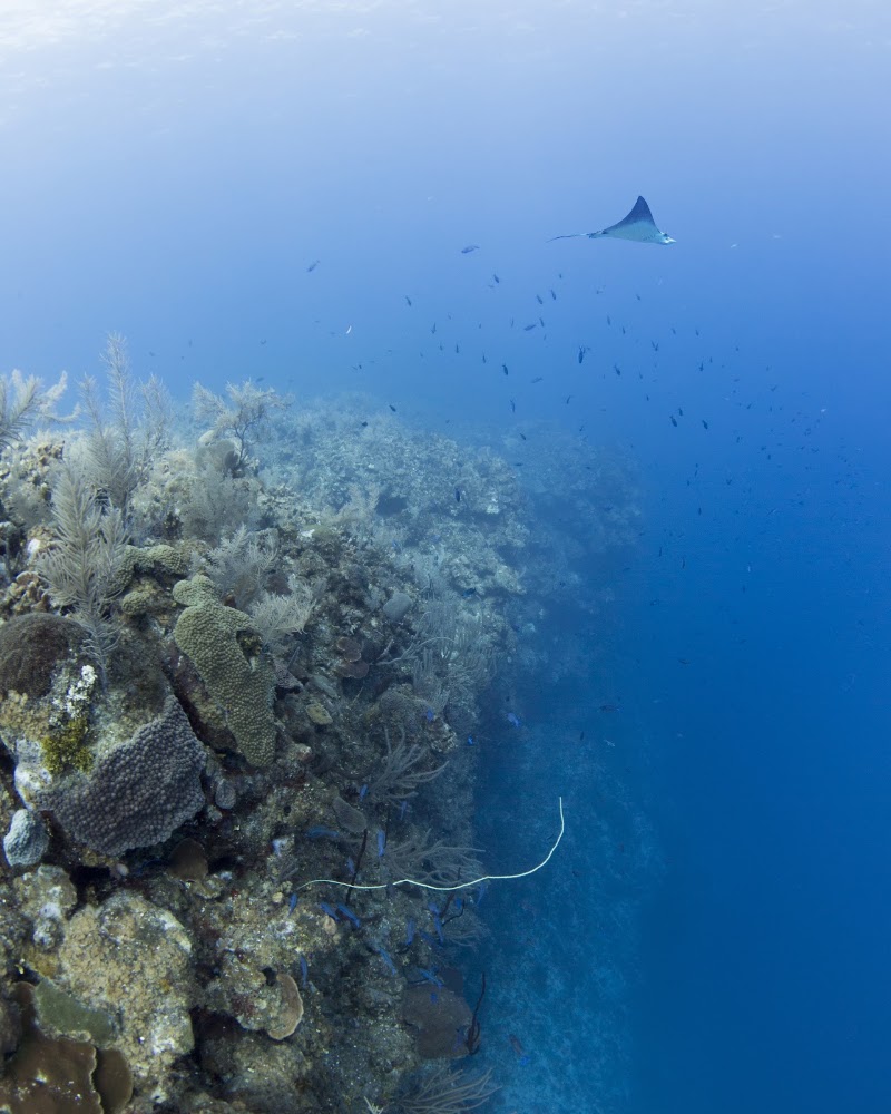 Ambassador Divers photo 2