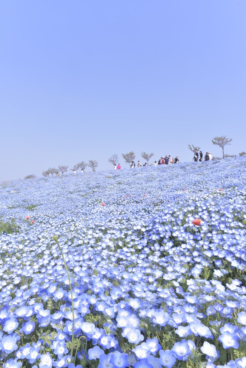 大阪まいしまシーサイドパーク