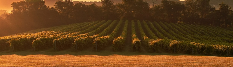 Noboleis Vineyards photo 1