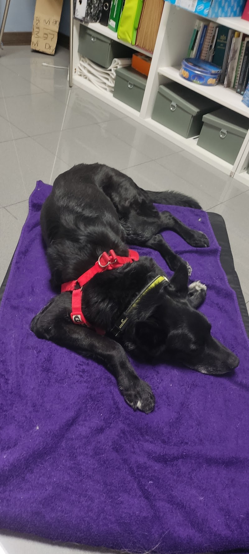 Clínica Veterinaria Fisiodog