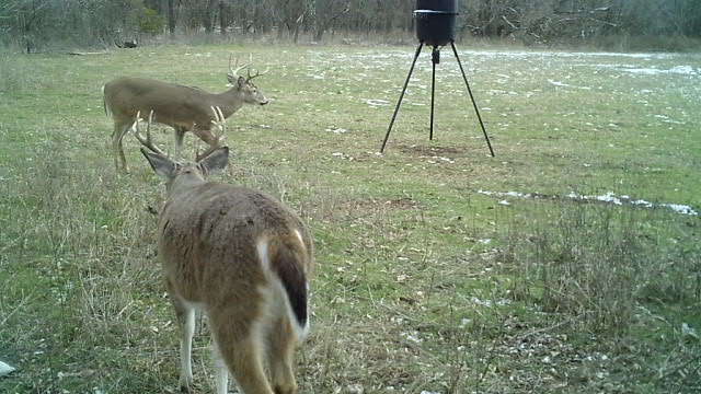 BackCountry Whitetails LLC