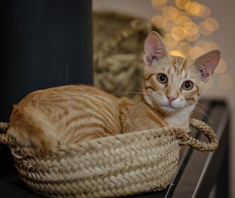 Veterinaria Son Caliu