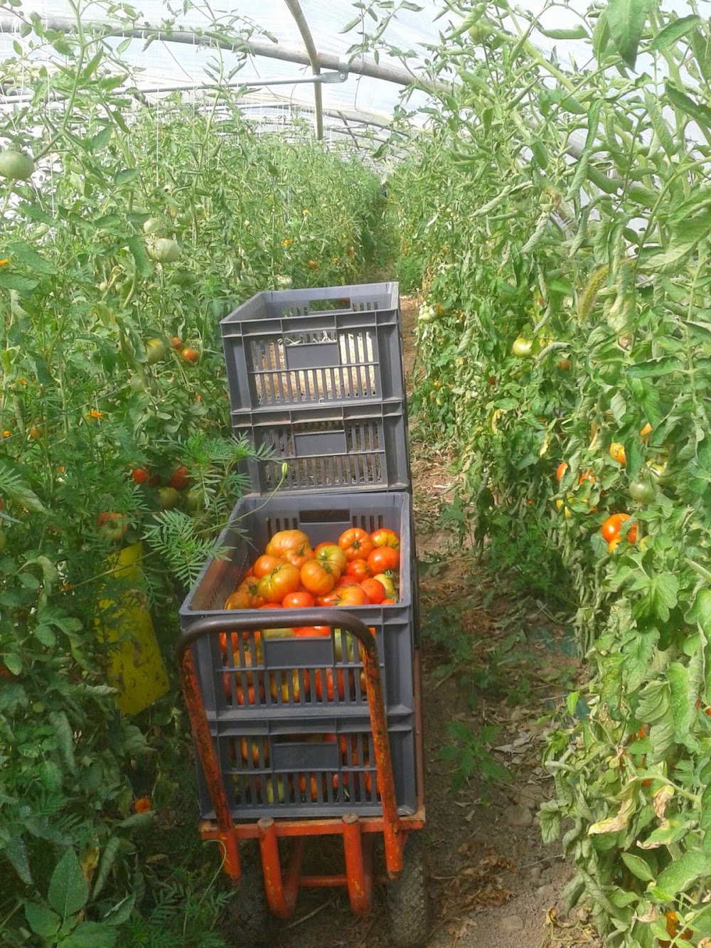 MA SAISON FERME