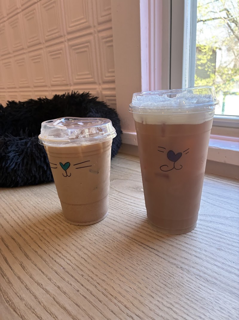 Beans Cat Cafe New Paltz