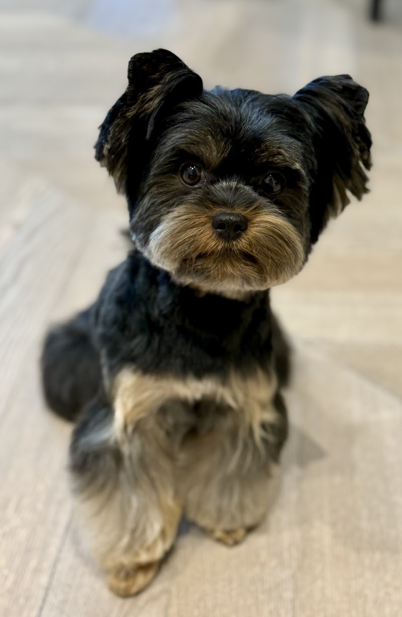 Canine Creations Spa & Grooming School Dublin