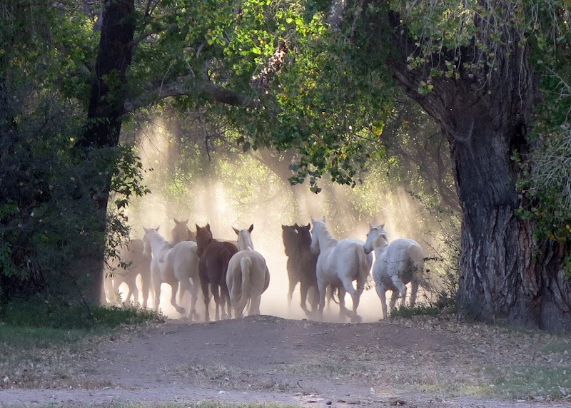 Circle Z Ranch - Photo 6