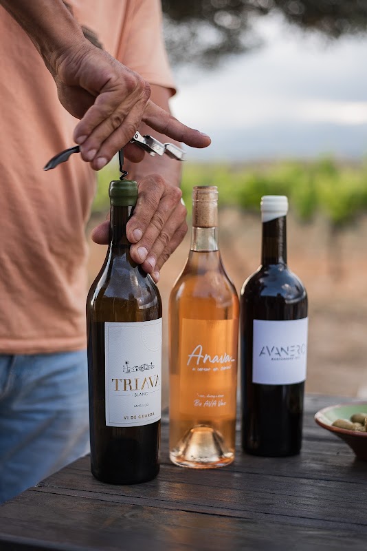Bodega AVA Vi