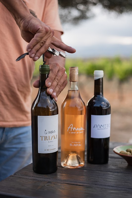 Bodega AVA Vi
