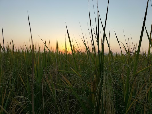 Tanzeem Nojwanan-e-Millat Sanghoi