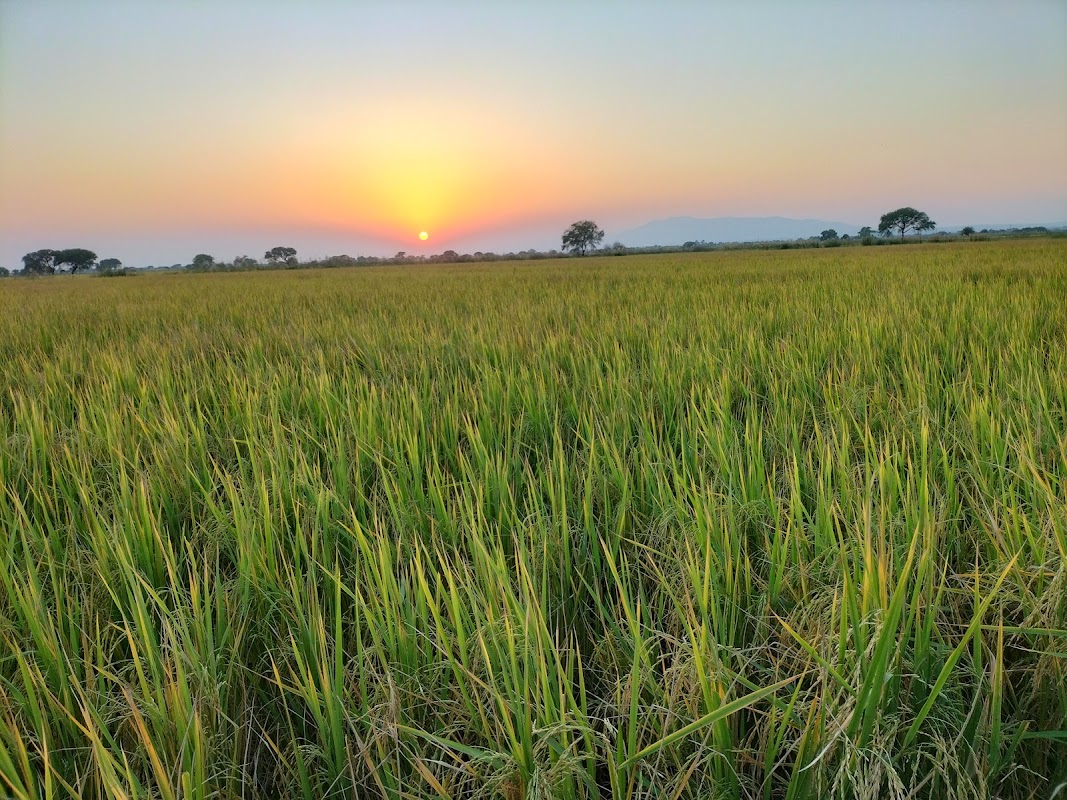 Tanzeem Nojwanan-e-Millat Sanghoi