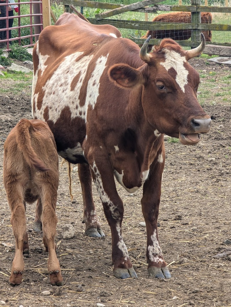 Cows and Coffee photo 3