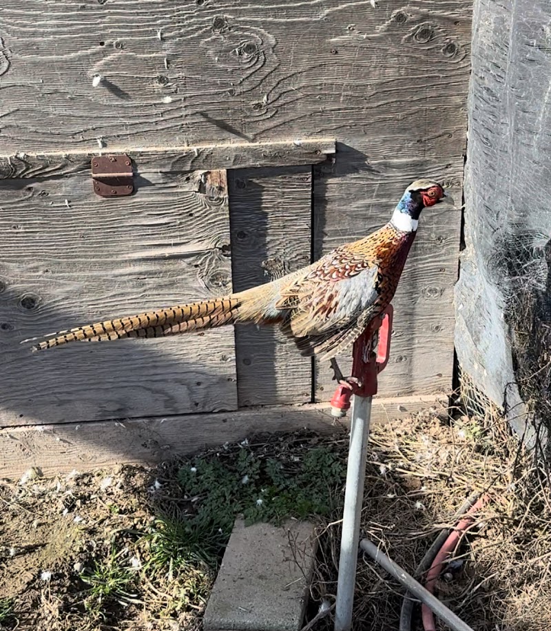 Northwest Game Birds - Photo 3