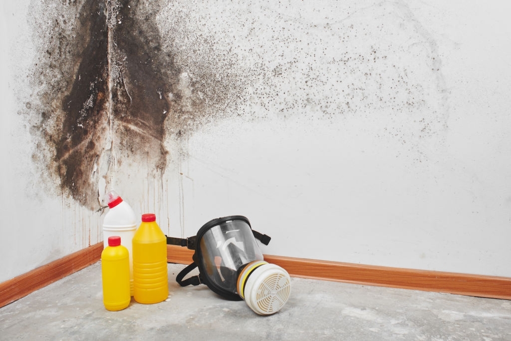 Legacy Mold Removal & Remediation Los Angeles CA — photo