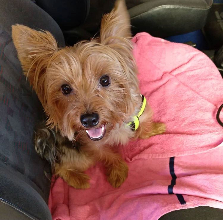 Clínica Veterinaria Europa