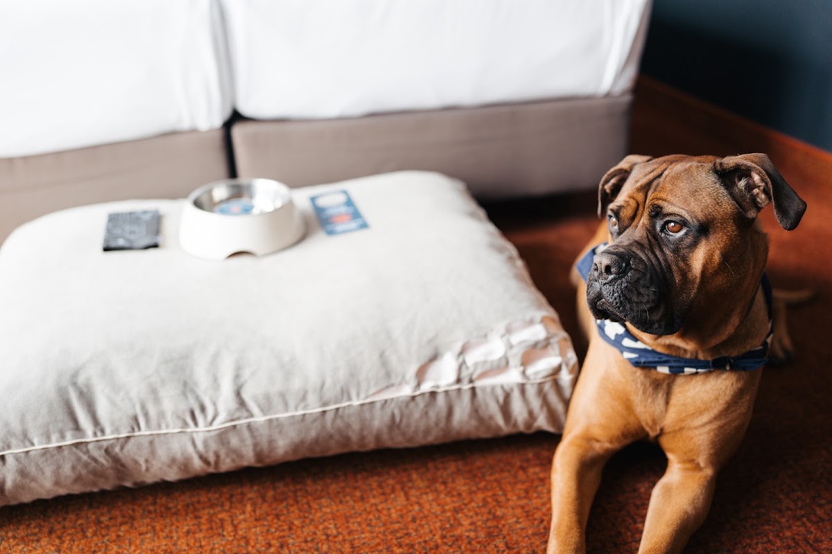 Hotel Hafen Hamburg, dog-friendly hotel, photo 5
