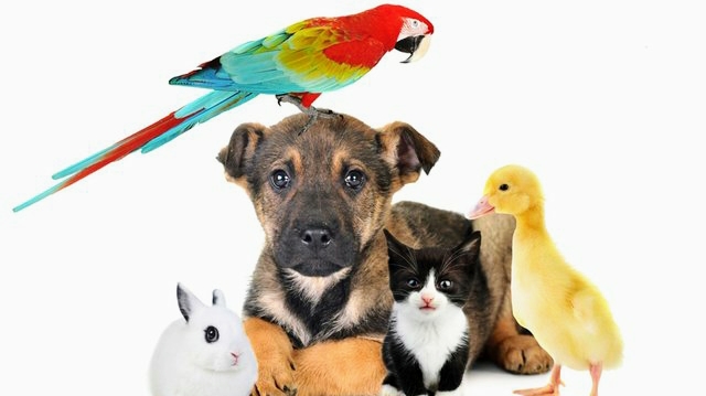 Alojamiento para mascotas (hogares)