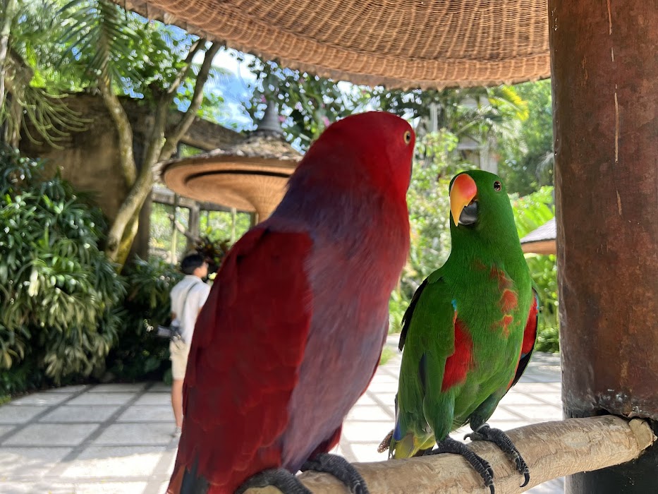 Bali Bird Park fotoğraf 1