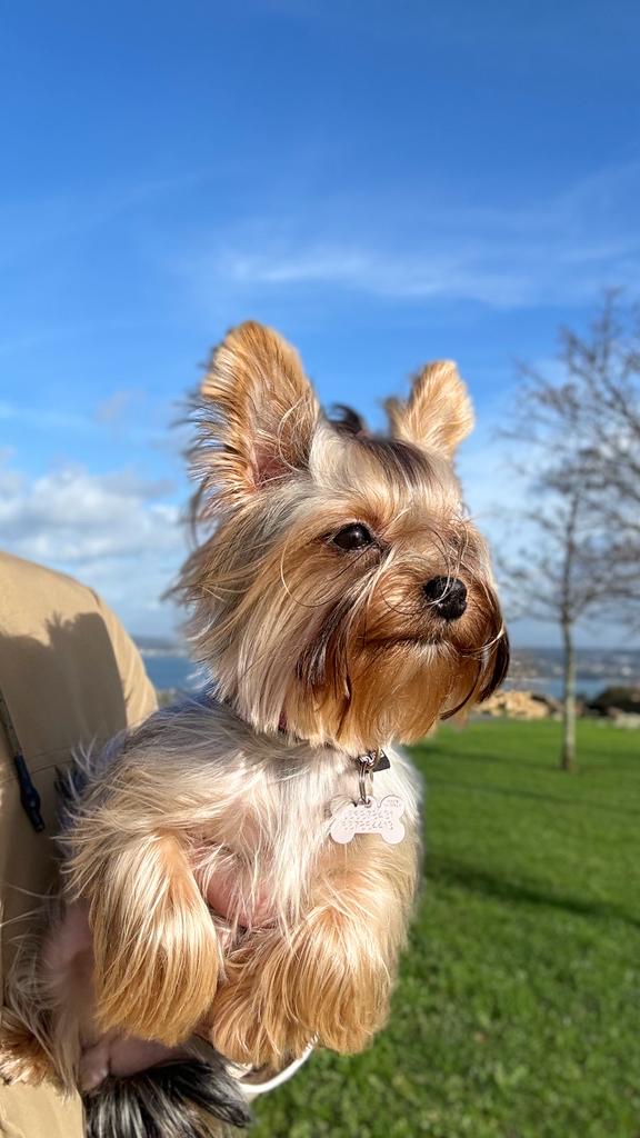 Abeiro Clínica Veterinaria