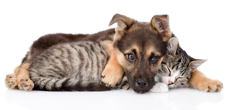 Medivet Hospital Veterinario 24 horas Benartemi