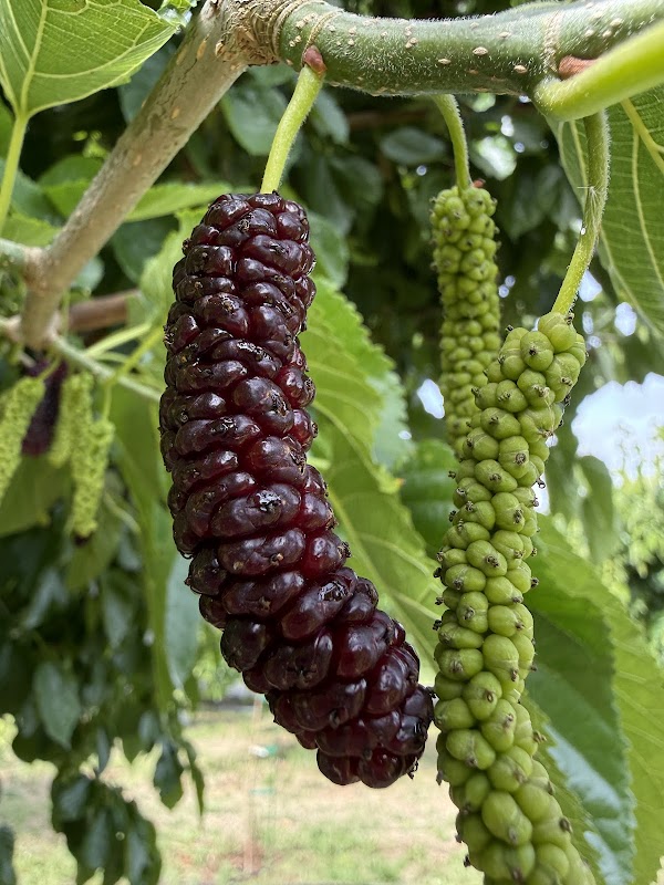 Very Mulberry U-Pick 1