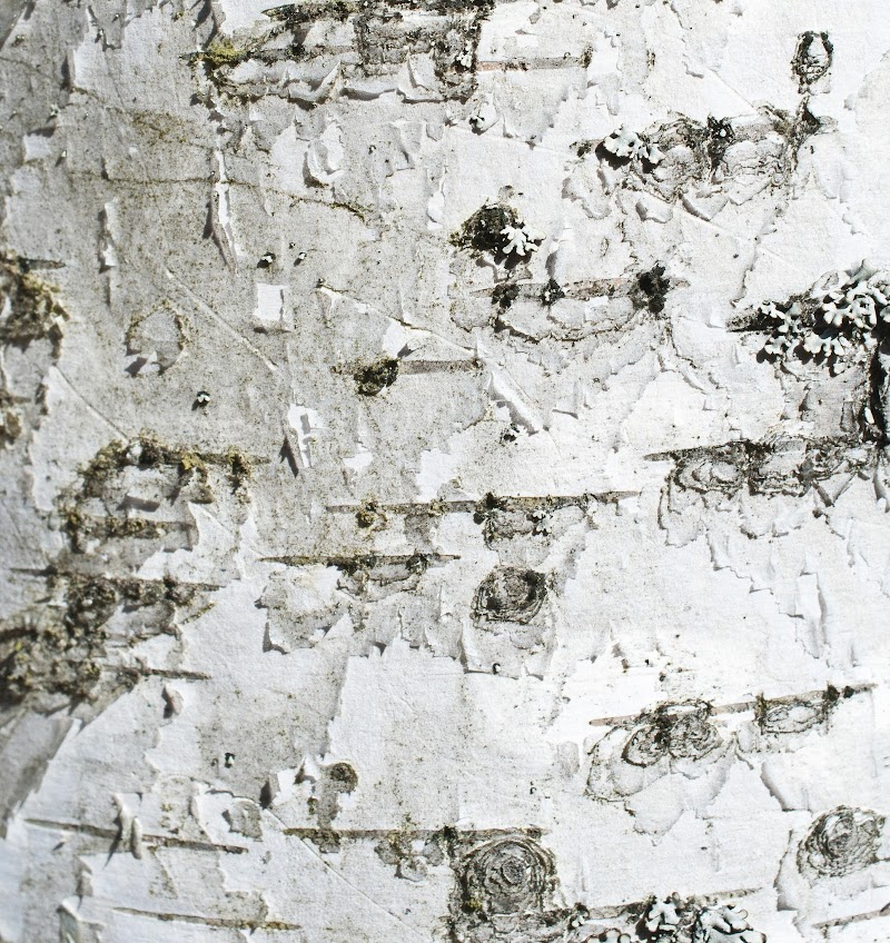 Whitebark Cafe photo 3